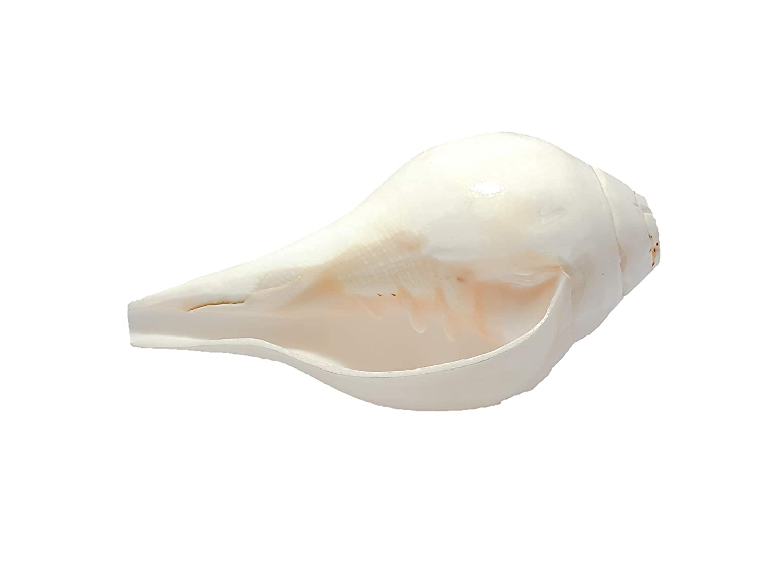 Amazon.com: Loud Blowing Original Conch Shell Shankh 5 Inch Large